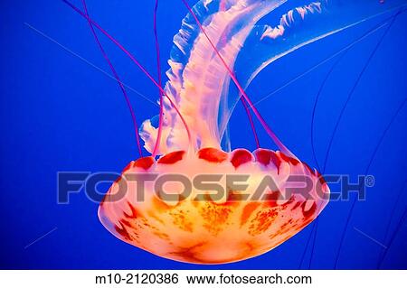 A Jellyfish swimming upside down in Monterey, California, USA View Large Photo Image Stock Photograph - A Jellyfish swimming upside down in Monterey, California, USA. Fotosearch