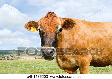 Stock Image - A Jersey cow, dairy farm in background. Fotosearch