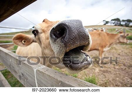 A jersey dairy cow calls out through fence, south Gippsland, Victoria state Australia View Large Photo Image Stock Image - A jersey dairy cow calls out through fence, south Gippsland, Victoria state Australia. Fotosearch