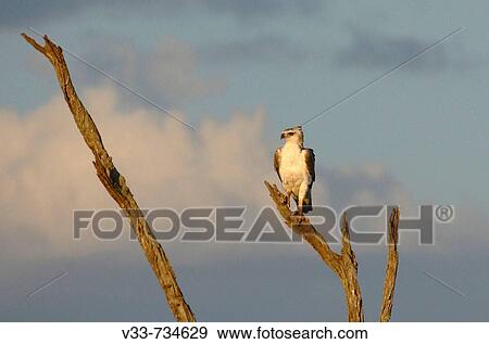 A juevenile martial eagle perched in a tree above the Mara river, Kenya View Large Photo Image Stock Photo - A juevenile martial eagle perched in a tree above the Mara river, Kenya. Fotosearch