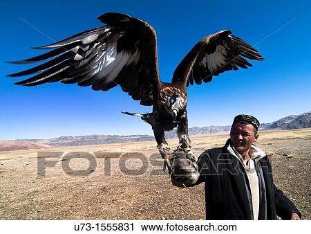 A Kazakh eagle hunter showing with pride his beautiful Golden Eagle. View Large Photo Image Stock Image - A Kazakh eagle hunter showing with pride his beautiful Golden Eagle.. Fotosearch