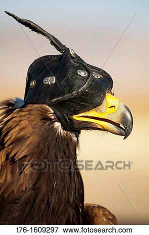 A Kazakh eagle hunter's golden eagle in the Altai Region of Bayan-? lgii in Western Mongolia View Large Photo Image Stock Photo - A Kazakh eagle hunter's golden eagle in the Altai Region of Bayan-? lgii in Western Mongolia. Fotosearch