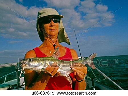 A lady angler holding a just caught catfish in Charlotte harbor in Florida (USA) View Large Photo Image Stock Photography - A lady angler holding a just caught catfish in Charlotte harbor in Florida (USA). Fotosearch