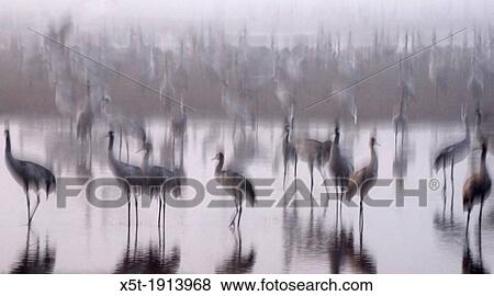 Stock Photo - a large flock of Common crane Grus grus Silhouetted at dawn. Fotosearch