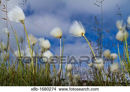 A large stand of Arctic cotton Eriophorum callitrix in Franz Josef Land, Russia, Arctic Ocean View Large Photo Image Picture - A large stand of Arctic cotton Eriophorum callitrix in Franz Josef Land, Russia, Arctic Ocean. Fotosearch