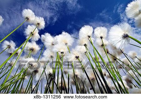 Stock Photograph - A large stand of Arctic cotton Eriophorum callitrix in Denali National Park, Alaska, USA MORE INFO Arctic cotton cottongrass, cottonsedge is an Arctic plant in the Cyperaceae family This plant is food for migrating snow geese and caribou. Fotosearch