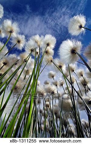 A large stand of Arctic cotton Eriophorum callitrix in Denali National Park, Alaska, USA MORE INFO Arctic cotton cottongrass, cottonsedge is an Arctic plant in the Cyperaceae family This plant is food for migrating snow geese and caribou View Large Photo Image Stock Photography - A large stand of Arctic cotton Eriophorum callitrix in Denali National Park, Alaska, USA MORE INFO Arctic cotton cottongrass, cottonsedge is an Arctic plant in the Cyperaceae family This plant is food for migrating snow geese and caribou. Fotosearch