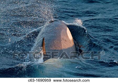 Stock Photo - A large super pod of Gerlache Type B killer whales Orcinus orca traveling and socializing in Gerlache Strait 64? 40 0? S 62? 56 8? W near the Antarctic Peninsula, Antarctica, Southern Ocean. Fotosearch