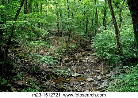 A lazy summer stream makes its way through the woods, Pennsylvania, USA View Large Photo Image Stock Image - A lazy summer stream makes its way through the woods, Pennsylvania, USA. Fotosearch
