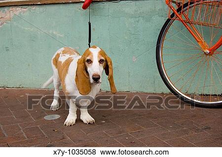 A leashed dog waits near a bicycle View Large Photo Image Stock Photo - A leashed dog waits near a bicycle. Fotosearch
