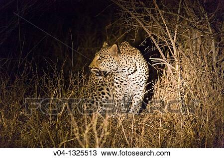 A leopard (Panthera pardus) on the hunt at night, South Africa View Large Photo Image Stock Image - A leopard (Panthera pardus) on the hunt at night, South Africa. Fotosearch
