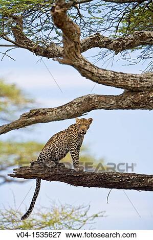 A leopard (Panthera pardus) sitting on tree in the Serengeti National Park, Tanzania, Africa View Large Photo Image Stock Photo - A leopard (Panthera pardus) sitting on tree in the Serengeti National Park, Tanzania, Africa. Fotosearch