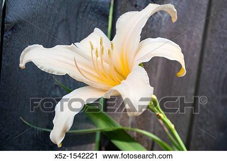 A light peach Daylily bloom in front of a weathered fence View Large Photo Image Stock Image - A light peach Daylily bloom in front of a weathered fence. Fotosearch