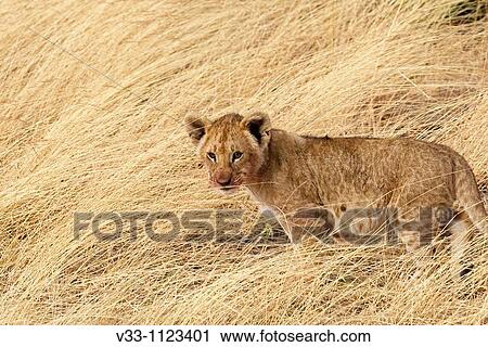 Stock Image - A lion cub sits in the long grass near his pride in the Masai Mara. Fotosearch