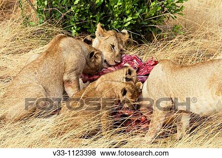 A lion pride eats a wildebeest in the Masai Mara View Large Photo Image Stock Photo - A lion pride eats a wildebeest in the Masai Mara. Fotosearch
