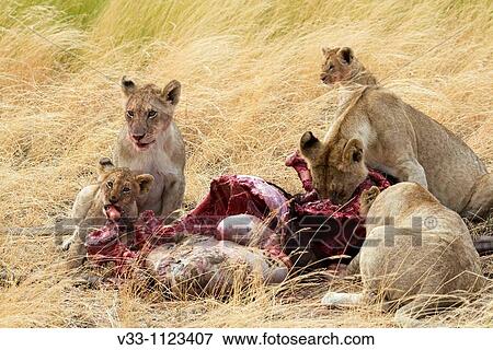 A lion pride eats a wildebeest in the Masai Mara View Large Photo Image Stock Photo - A lion pride eats a wildebeest in the Masai Mara. Fotosearch