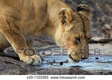 A lioness drinks from a small puddle of water in the Masai Mara View Large Photo Image Stock Image - A lioness drinks from a small puddle of water in the Masai Mara. Fotosearch