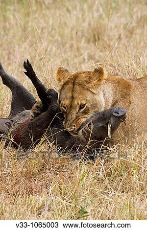 A lioness tries to kill a warthog in the Masai Mara View Large Photo Image Stock Image - A lioness tries to kill a warthog in the Masai Mara. Fotosearch
