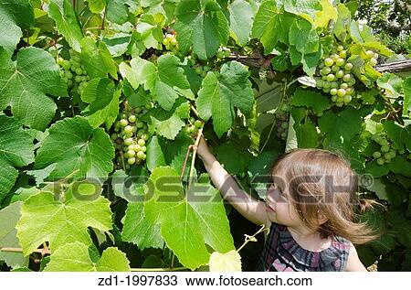 A little girl eats green grapes in a wine Vineyard in the Spring. View Large Photo Image Stock Image - A little girl eats green grapes in a wine Vineyard in the Spring.. Fotosearch