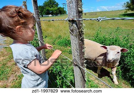 A little girl play with a lamb in a sheep farm. View Large Photo Image Stock Photo - A little girl play with a lamb in a sheep farm.. Fotosearch