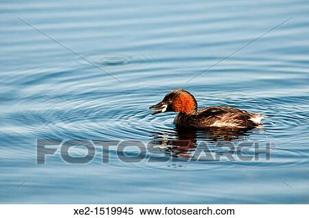 Stock Photography - A Little Grebe - Tachybaptus ruficollis in breeding plumage, Crete. Fotosearch