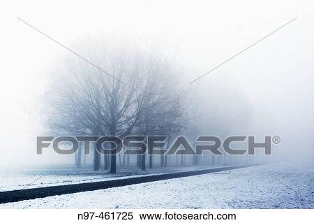 Stock Photography - A little street and a line of trees in the Trenno park in Milan in a foggy winter morning after a snowing night. Fotosearch