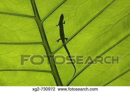 A lizard on the tropical leaf. USA, Hawaii, Maui View Large Photo Image Stock Image - A lizard on the tropical leaf. USA, Hawaii, Maui. Fotosearch