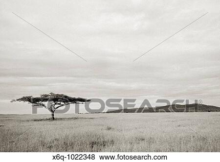 Stock Photo - A lone Acacia tree in the wilderness of the Serengeti, Tanzania, Africa. Fotosearch