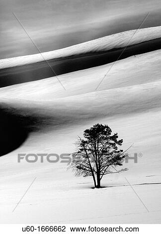 A lone pine tree stands alone amongst large snow drifts in Yellowstone National Park's Hayden Valley during winter View Large Photo Image Stock Image - A lone pine tree stands alone amongst large snow drifts in Yellowstone National Park's Hayden Valley during winter. Fotosearch