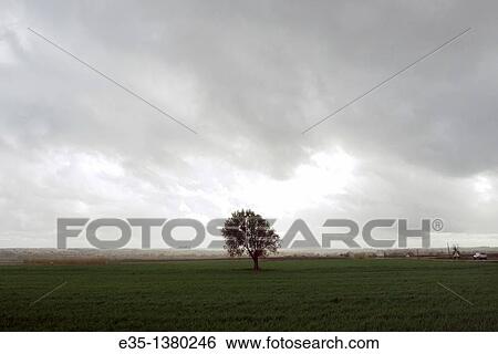 A lone tree on a grassy field as a storm approacehs View Large Photo Image Stock Photograph - A lone tree on a grassy field as a storm approacehs. Fotosearch