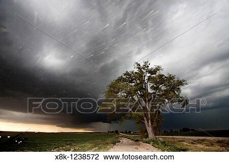 Stock Image - A lone tree stands against a thunderstorm on the rural Nebraska prairie near Scottsbluff, Nebraska, USA, June 7, 2010. Fotosearch