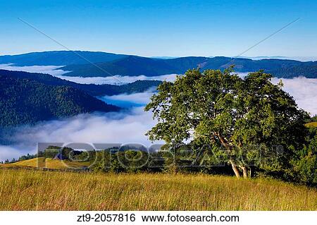 A Lone Tree. View Large Photo Image Stock Photograph - A Lone Tree.. Fotosearch
