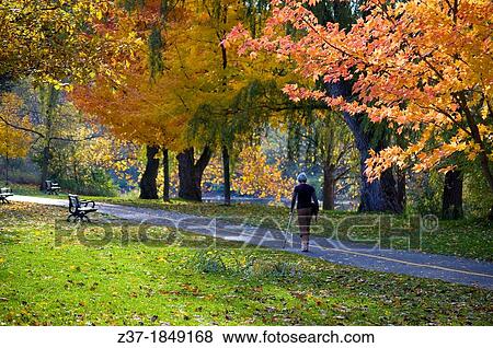 A lone woman walks with a crutch amidst autumn splendour, Ontario, Canada View Large Photo Image Stock Photo - A lone woman walks with a crutch amidst autumn splendour, Ontario, Canada. Fotosearch