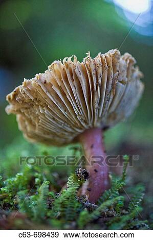 A macro look at mushrooms in the forest on George Island in the Gulf of Alaska, Southeast Alaska, USA Pacific Ocean View Large Photo Image Stock Photo - A macro look at mushrooms in the forest on George Island in the Gulf of Alaska, Southeast Alaska, USA Pacific Ocean. Fotosearch