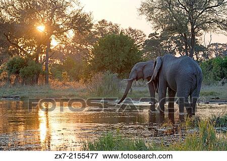 A magical sunset with elephants 4x4 inches from where we vahiculo the game safari camp near Khwai River Lodge by Orient Express in Botswana View Large Photo Image Stock Photo - A magical sunset with elephants 4x4 inches from where we vahiculo the game safari camp near Khwai River Lodge by Orient Express in Botswana. Fotosearch
