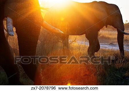 A magical sunset with elephants 4x4 inches from where we vahiculo the game safari camp near Khwai River Lodge by Orient Express in Botswana, within the Moremi Game Reserve Wild. View Large Photo Image Stock Photograph - A magical sunset with elephants 4x4 inches from where we vahiculo the game safari camp near Khwai River Lodge by Orient Express in Botswana, within the Moremi Game Reserve Wild.. Fotosearch