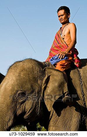 Stock Photo - A mahut on his elephant during the colorful Elephant roundup in Surin.. Fotosearch
