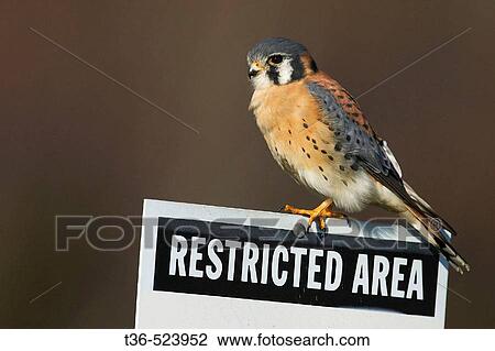 A male American Kestrel hunts from a Restricted Area sign at Floyd Bennett Field, part of Gateway National Recreation area in Brooklyn, New York. USA. View Large Photo Image Stock Image - A male American Kestrel hunts from a Restricted Area sign at Floyd Bennett Field, part of Gateway National Recreation area in Brooklyn, New York. USA.. Fotosearch