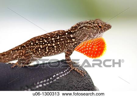A male anole lizard displaying his red dewlap to intruders. Florida, USA View Large Photo Image Stock Image - A male anole lizard displaying his red dewlap to intruders. Florida, USA. Fotosearch