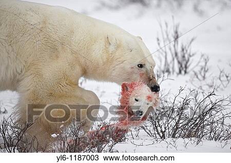 A male bears carries the head of a cub of the year he killed and consumed View Large Photo Image Stock Image - A male bears carries the head of a cub of the year he killed and consumed. Fotosearch