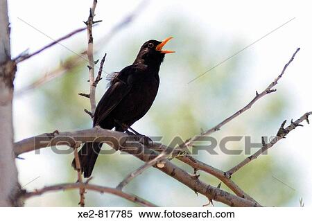 Stock Photography - A male Blackbird Turdus merula singing. Fotosearch