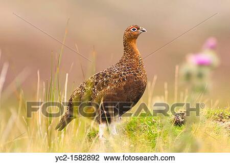Stock Image - A male cock Red Grouse Lagopus lagopus scoticus in moorland, Yorkshire Dales, England, Uk. Fotosearch