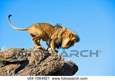 A male lion (Panthera leo) standing on top of a cliff in Namibia, Africa View Large Photo Image Stock Image - A male lion (Panthera leo) standing on top of a cliff in Namibia, Africa. Fotosearch