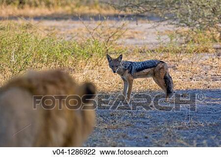 A male lion (Panthera leo) watching a black-backed jackal (Canis mesomelas) in the Okavango Delta, Botswana, Africa View Large Photo Image Stock Image - A male lion (Panthera leo) watching a black-backed jackal (Canis mesomelas) in the Okavango Delta, Botswana, Africa. Fotosearch