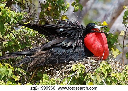 Stock Image - A male Magnificent Frigatebird (Fregata magnificent) displays his red sack while sitting on a nest Galapagos Islands National Park, North Seymour Island, Galapagos, Ecuador.. Fotosearch