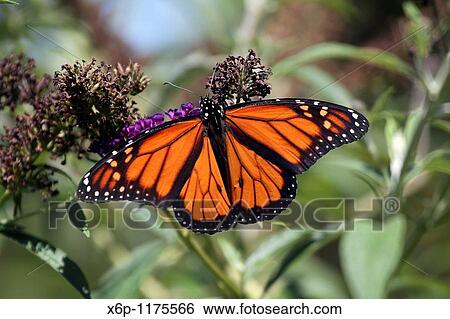 A male Monarch Butterfly, Danaus plexippus, with wings spread feeding at a butterfly bush The male Monarch Butterfly can be identified by the black spot on the vein of the hindwing New Jersey, USA, North America View Large Photo Image Stock Photograph - A male Monarch Butterfly, Danaus plexippus, with wings spread feeding at a butterfly bush The male Monarch Butterfly can be identified by the black spot on the vein of the hindwing New Jersey, USA, North America. Fotosearch