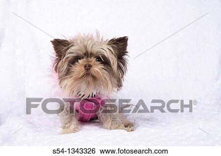 A maltese chihuahua dog in a pink vest View Large Photo Image Stock Photograph - A maltese chihuahua dog in a pink vest. Fotosearch