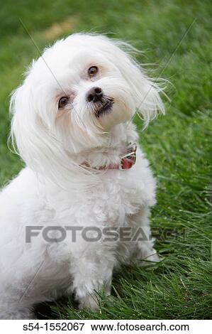 Stock Photo - A Maltese Poodle dog outdoors. Fotosearch