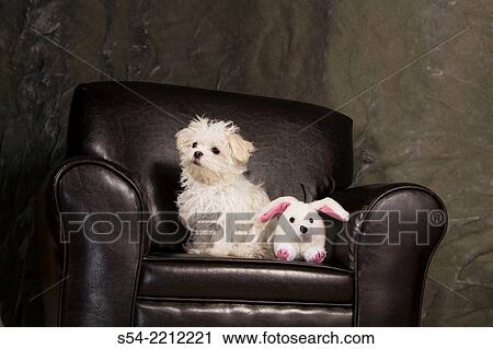 Stock Image - A maltese puppy sitting with her stuffed bunny in a leather chair indoors.. Fotosearch
