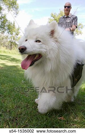 A man, 30-35 years, with his Samoyed dog in Spokane, Washington, USA. View Large Photo Image Stock Image - A man, 30-35 years, with his Samoyed dog in Spokane, Washington, USA.. Fotosearch